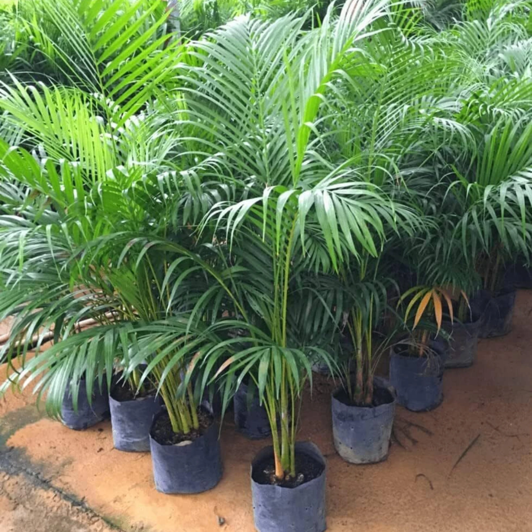 Cloud Farm Areca Palm (Hybrid, Pack of 1) - Image 2