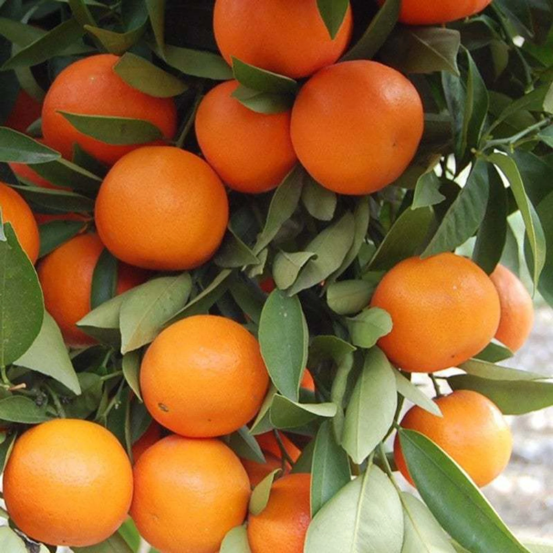 Cloud Farm Orange Plant (Hybrid, Pack of 1) - Image 3