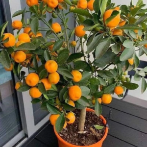 Cloud Farm Orange Plant (Hybrid, Pack of 1)
