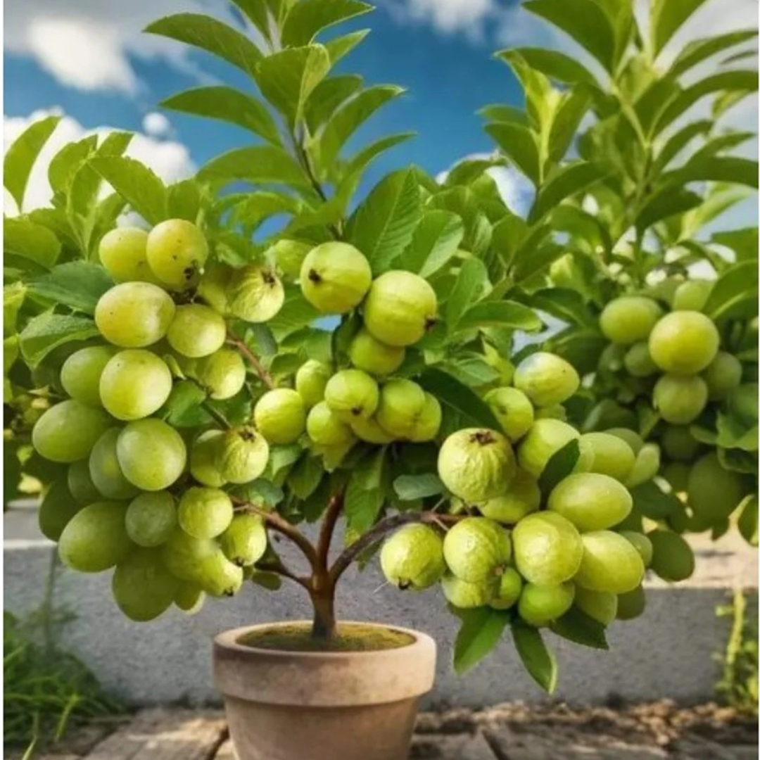 Deepak Farm Guava Plant (Hybrid, Pack of 1)