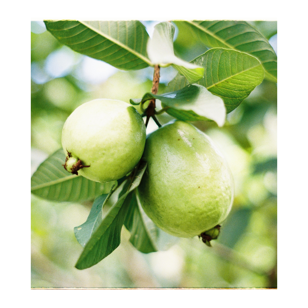 Deepak Farm Guava Plant (Hybrid, Pack of 1) - Image 2