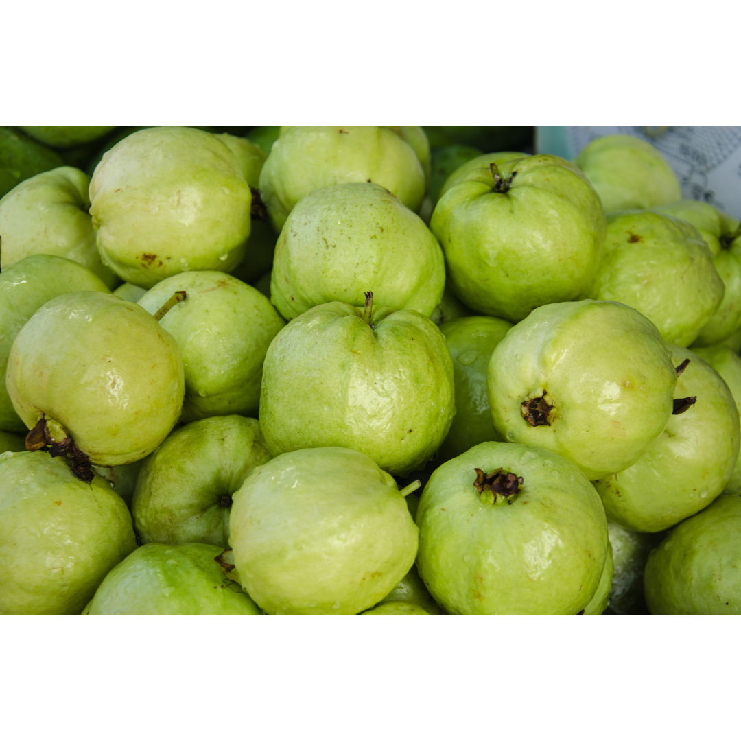 Deepak Farm Guava Plant (Hybrid, Pack of 1) - Image 4