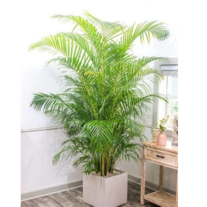 Cloud Farm Areca Palm (Hybrid, Pack of 1)