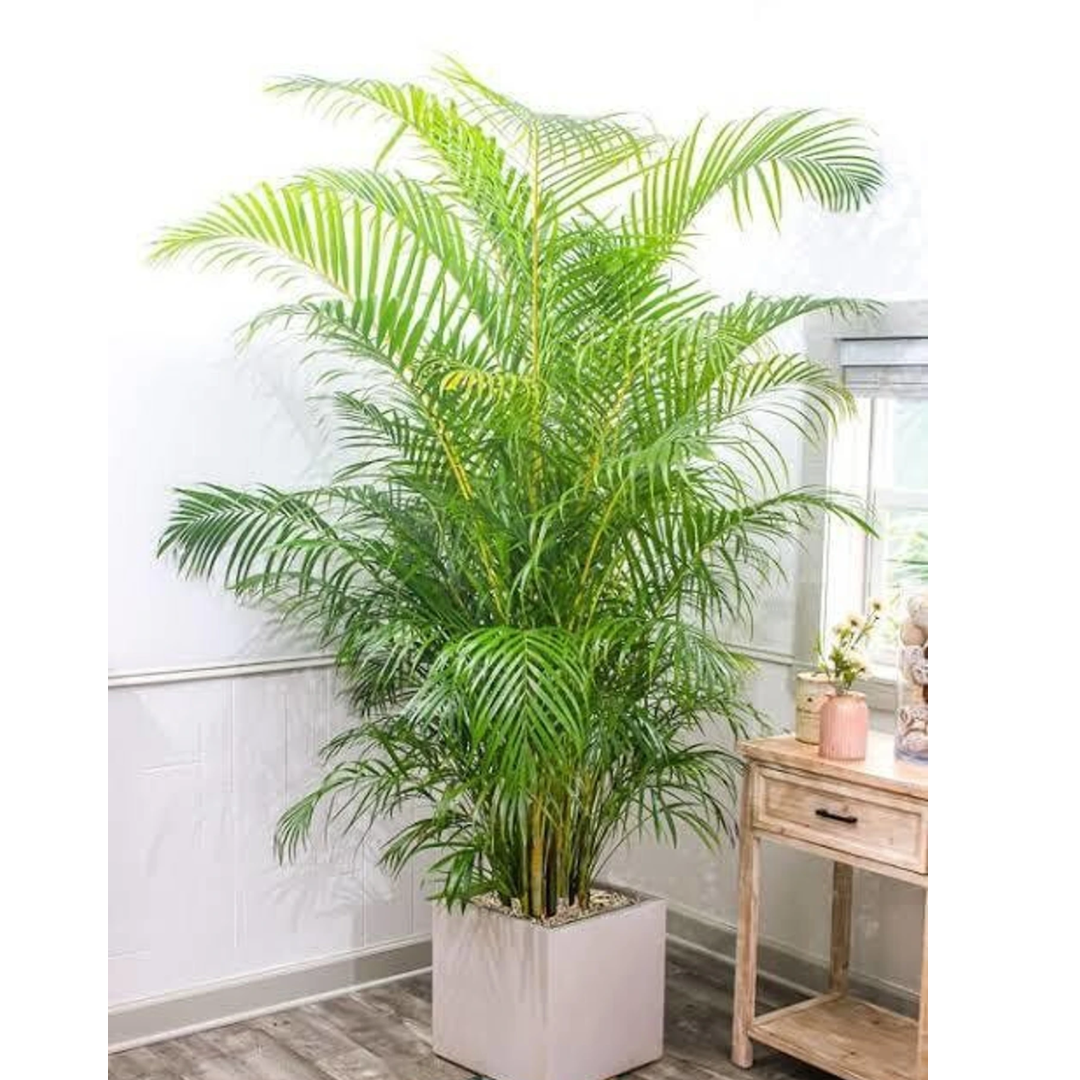 Cloud Farm Areca Palm (Hybrid, Pack of 1)